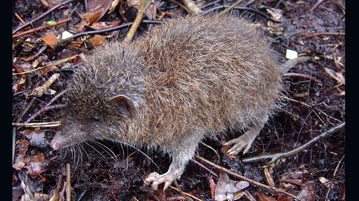 New hairy hedgehog species discovered at Mt. Kitanglad