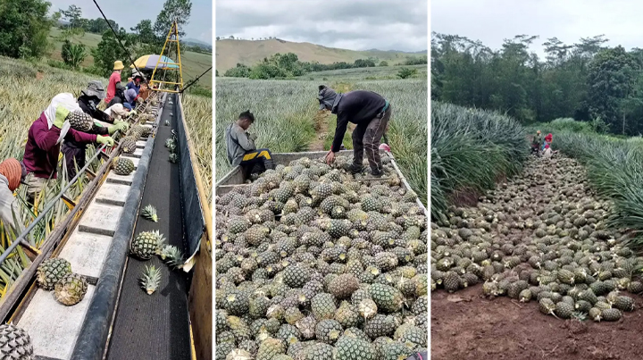 RANDOM SHOTS: Pineapple harvesting in Bukidnon