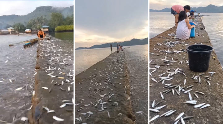 VIDEO WATCH: Hundreds of herring fish “gather to be caught” in MisOcc town
