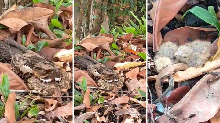 VIDEO WATCH: Architect finds strange frog-like looking bird at worksite