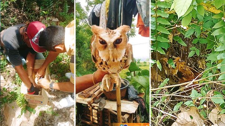 Giant Scops Owl rescued in Bukidnon