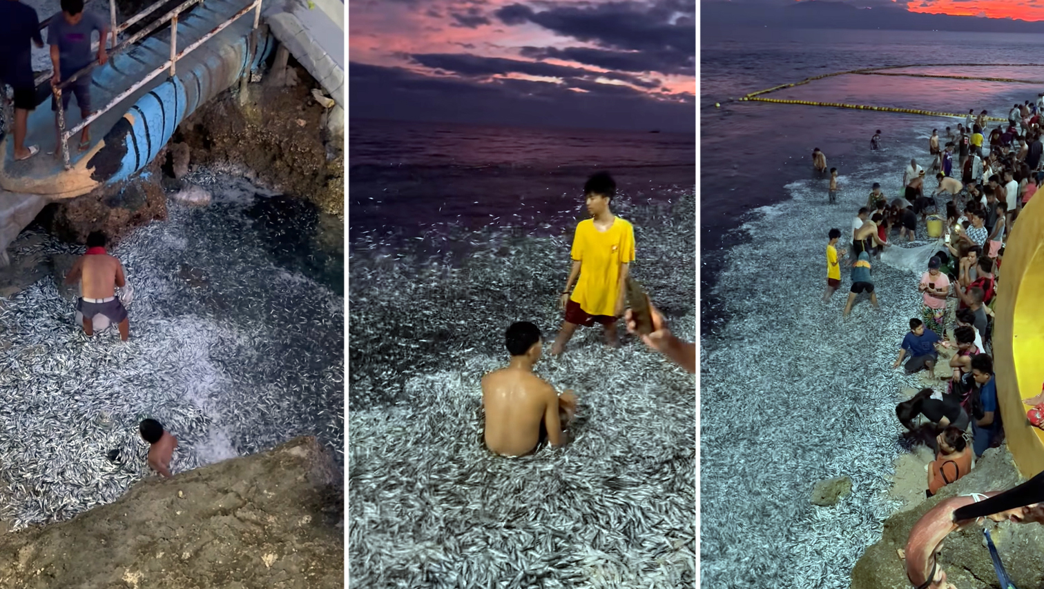 VIDEO WATCH: Tons of sardines wash ashore in Sarangani