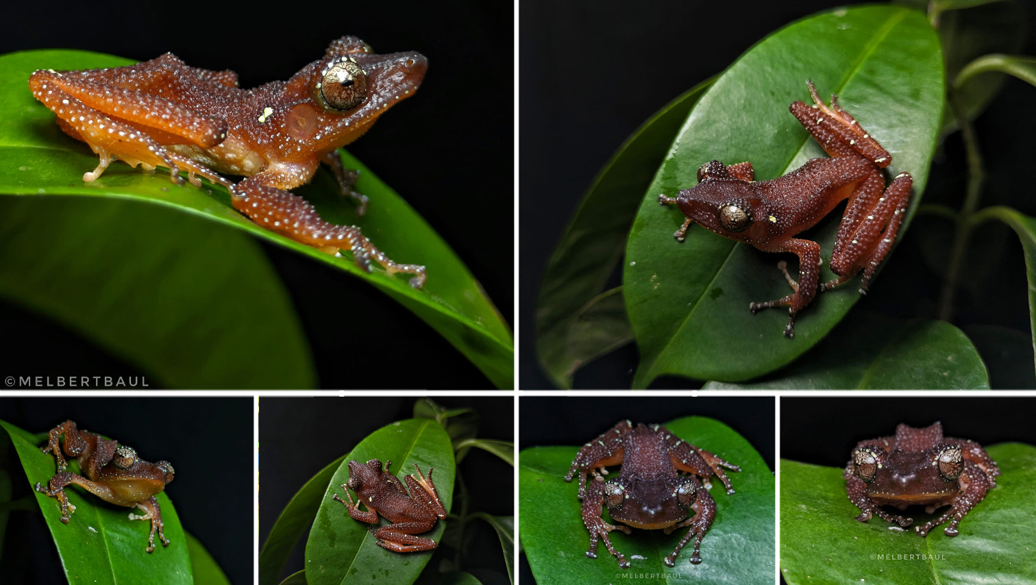 RANDOM SHOTS: Rare frog specie found in Gingoog City
