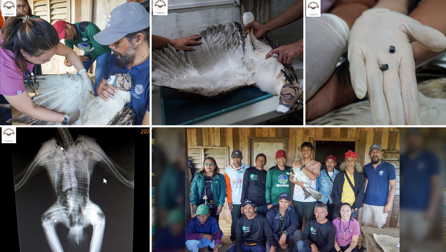 RANDOM SHOTS: Endangered Philippine Eagle rescued in Bukidnon; 2 air gun pellets removed from body