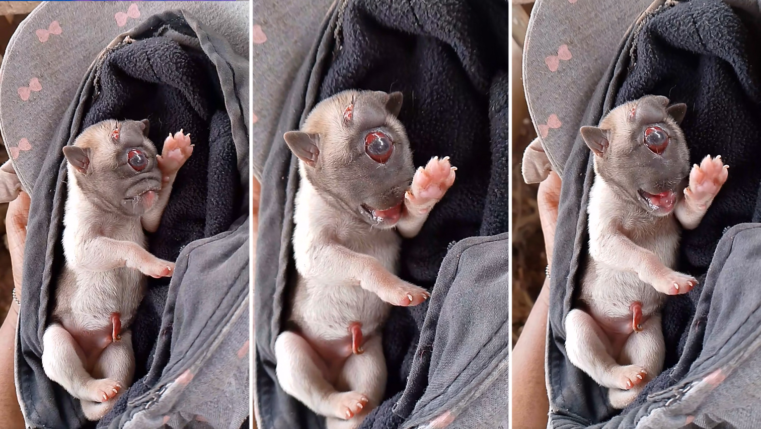 VIDEO WATCH: One-eyed puppy born in Lanao del Norte