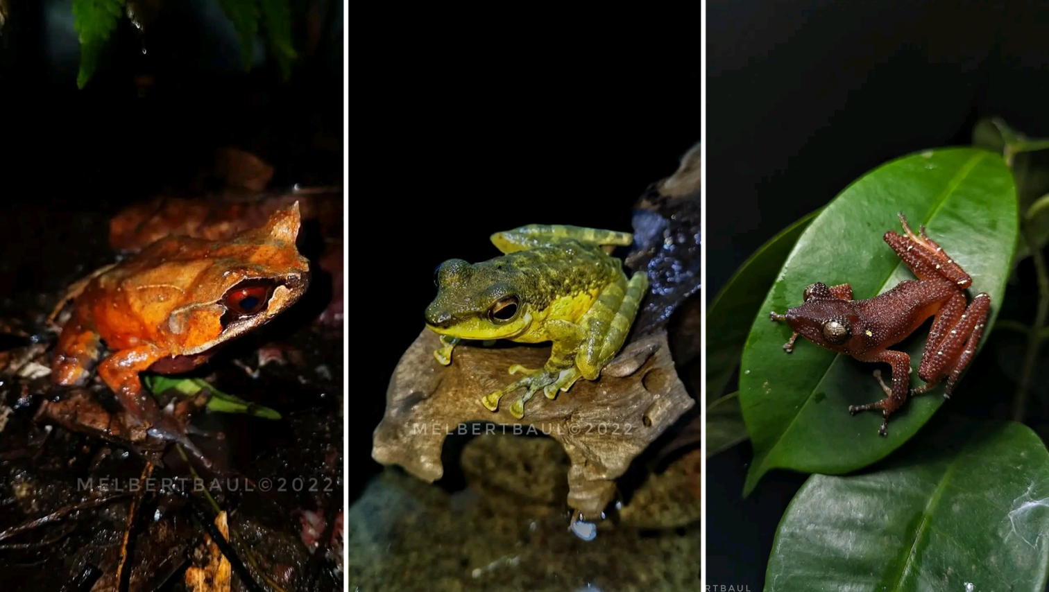 3 Mindanao frog species found in Misamis Oriental
