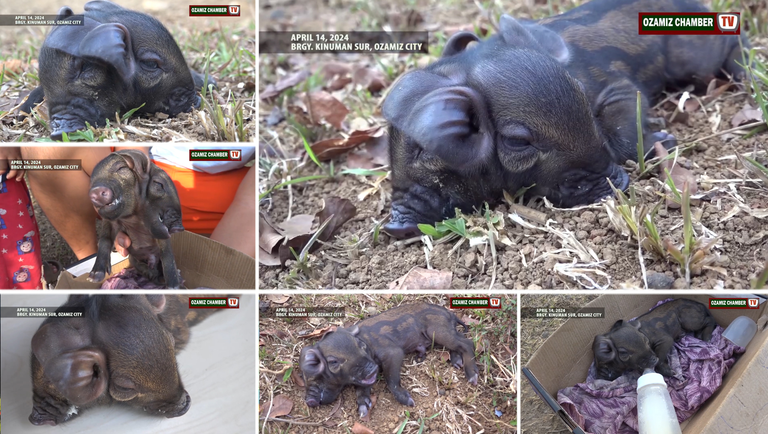 VIDEO WATCH: 2-headed piglet born in Ozamiz