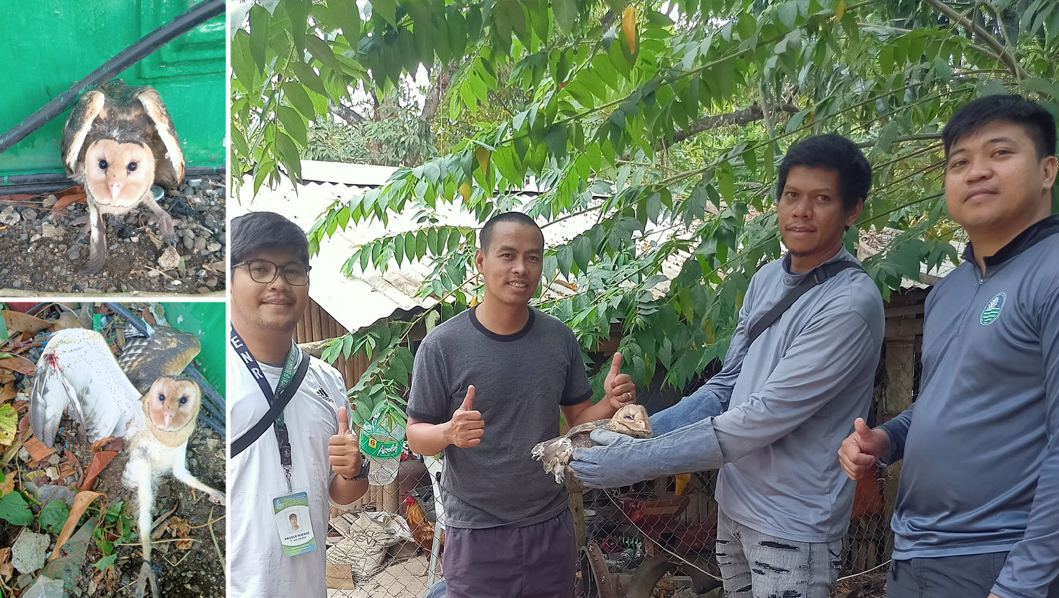 Injured owl rescued in Bukidnon; turned over to DENR