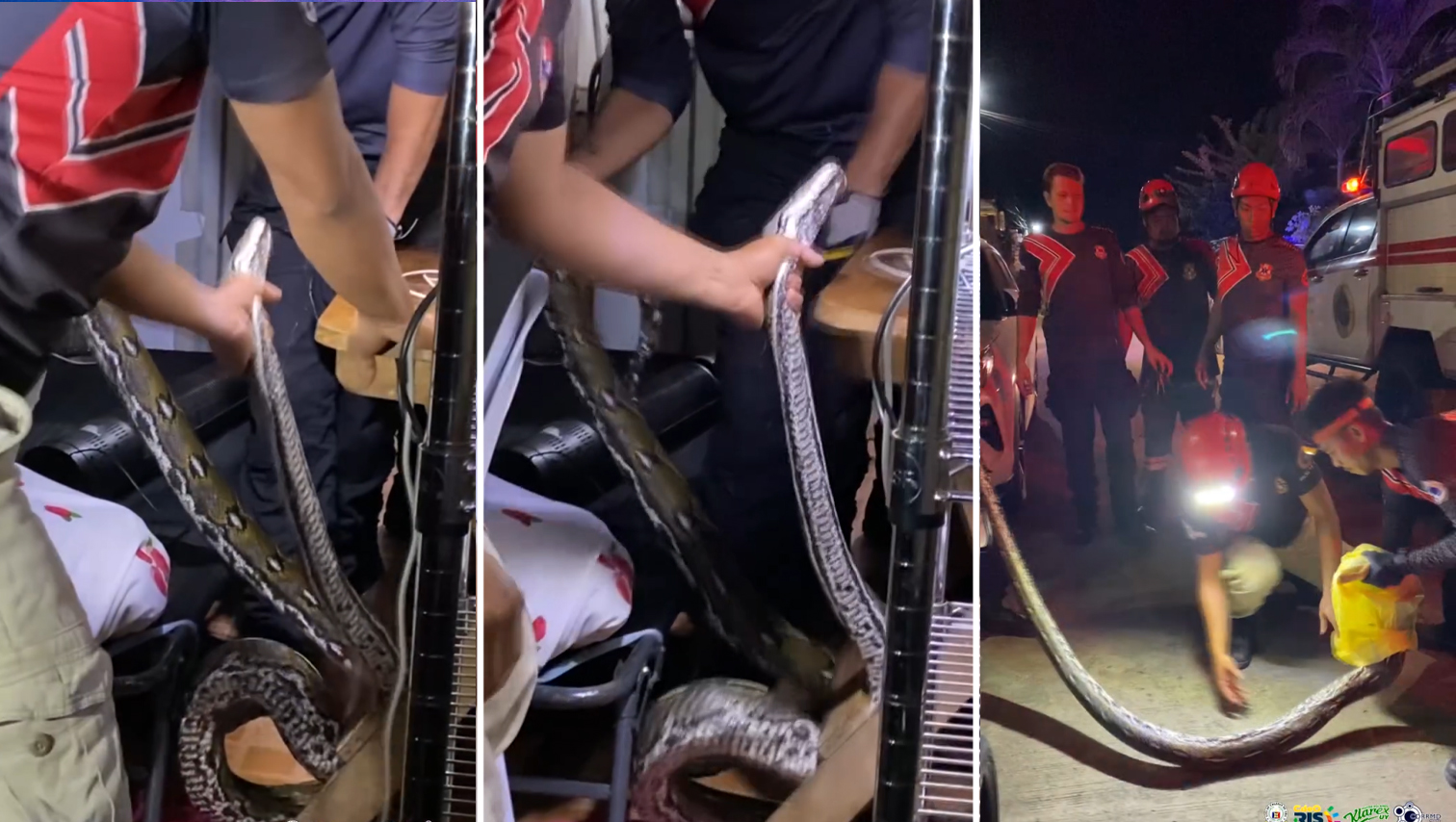VIDEO WATCH: Reticulated python caught inside house in Cagayan de Oro