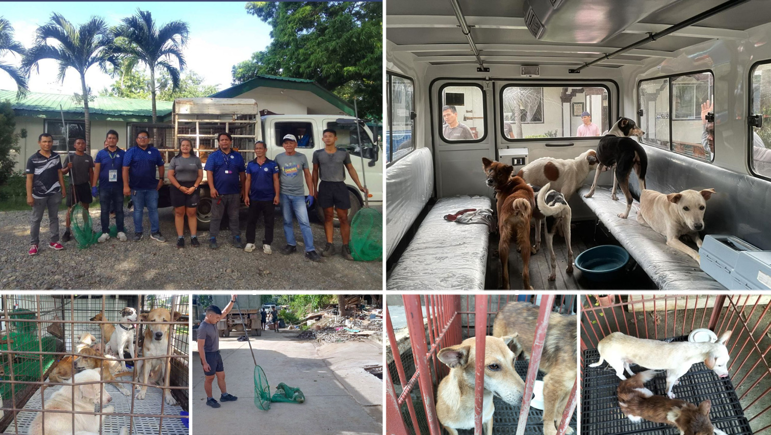 Army rescue 35 stray dogs at demolished site inside Camp Evangelista