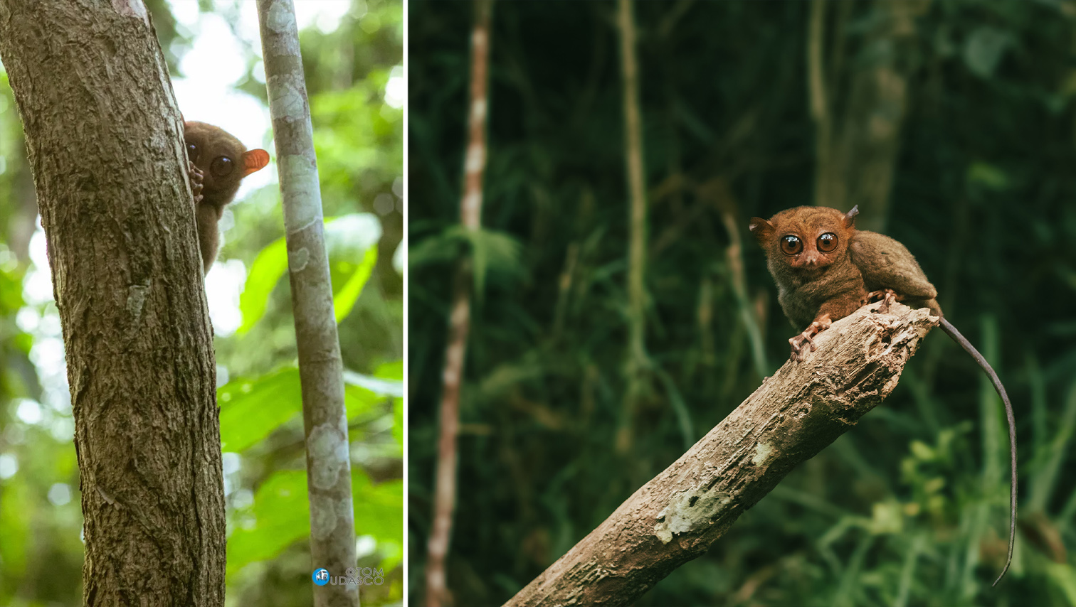 RANDOM SHOTS: MisOr town aspires to become sanctuary for endangered tarsier