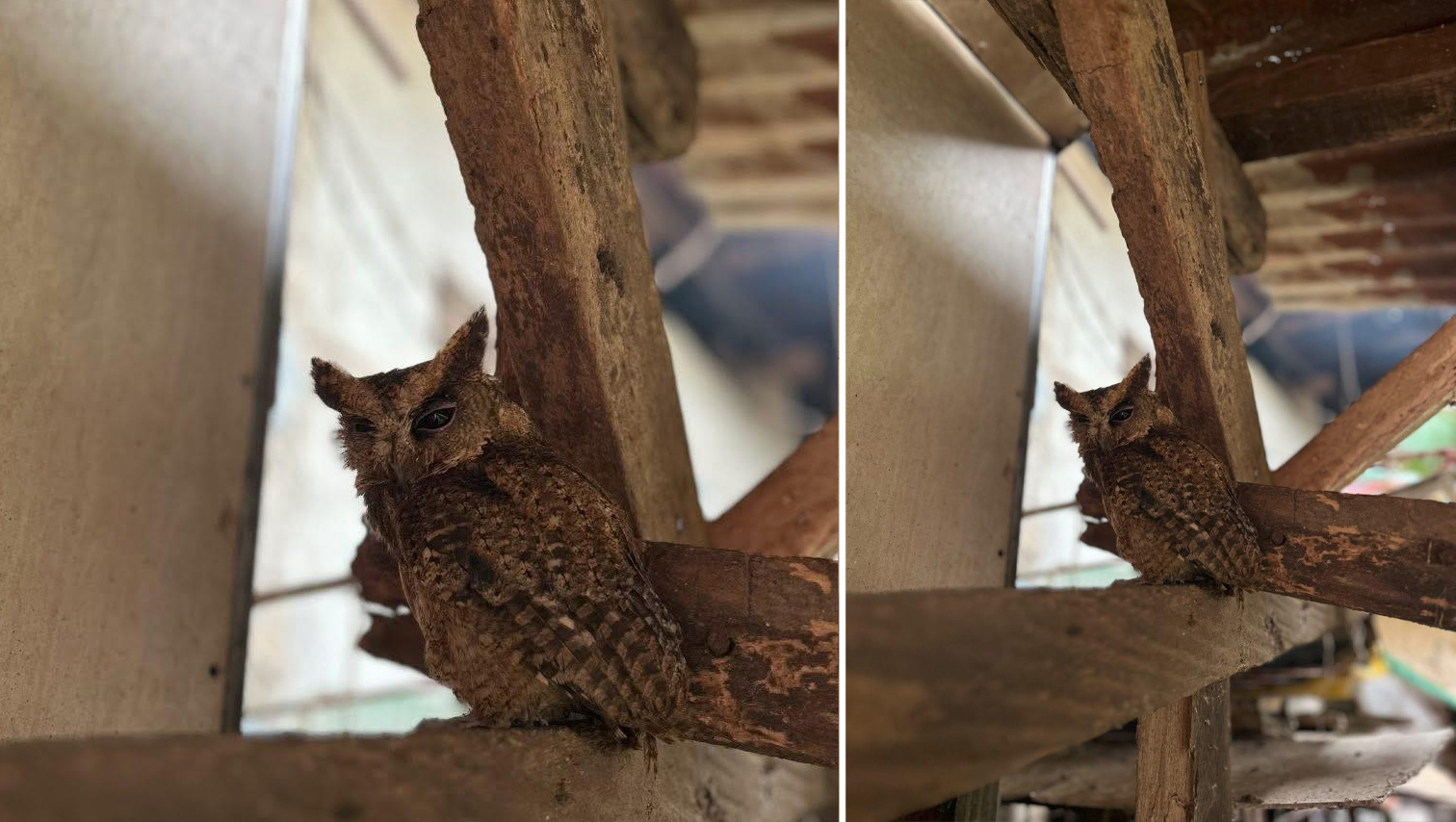 RANDOM SHOTS: Everett’s Scops Owl spotted in Claveria