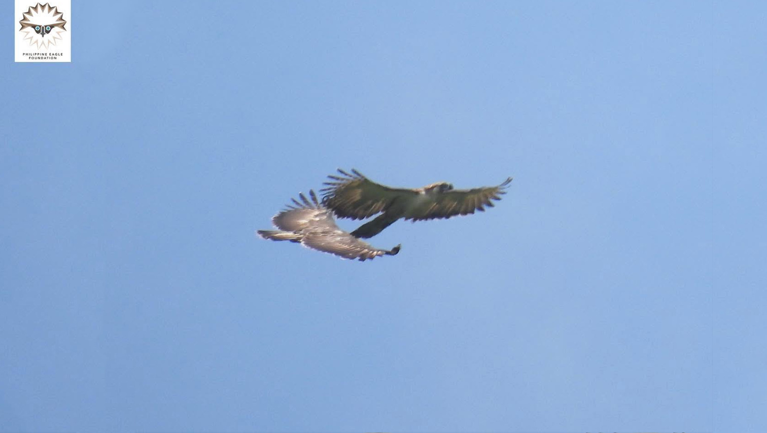 RANDOM SHOTS: Rare sighting of wild, untagged Philippine Eagle pair in Bukidnon
