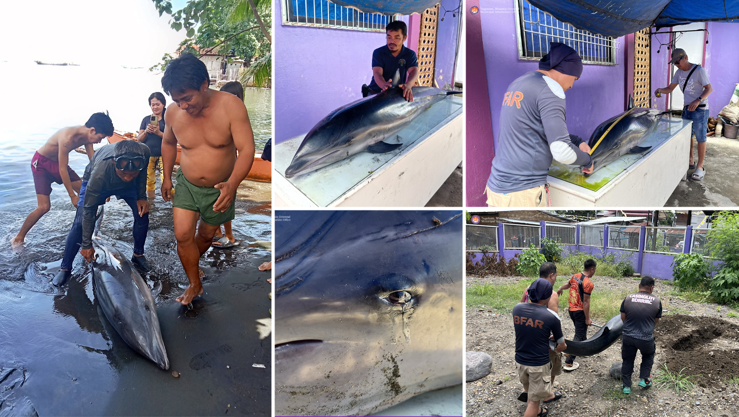RANDOM SHOTS: Weak Fraser’s dolphin washes ashore in Misamis Oriental town