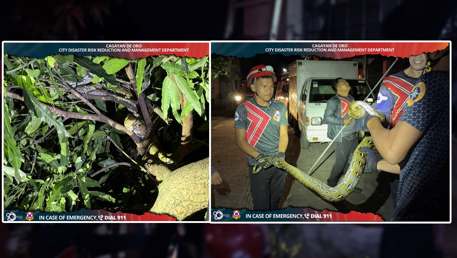 RANDOM SHOTS: Reticulated python spotted, caught in Camella Homes