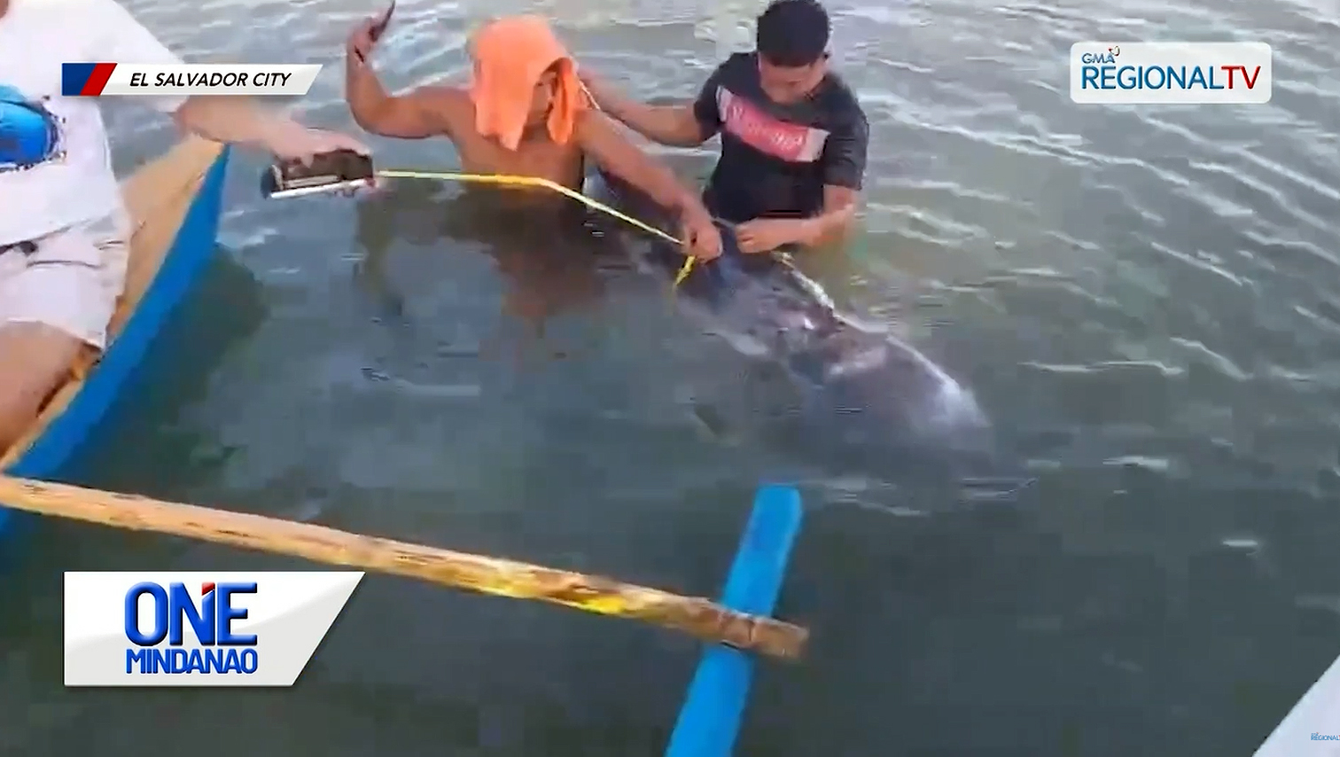 VIDEO WATCH: Sperm whale trapped in net rescued, released back to sea in El Salvador City