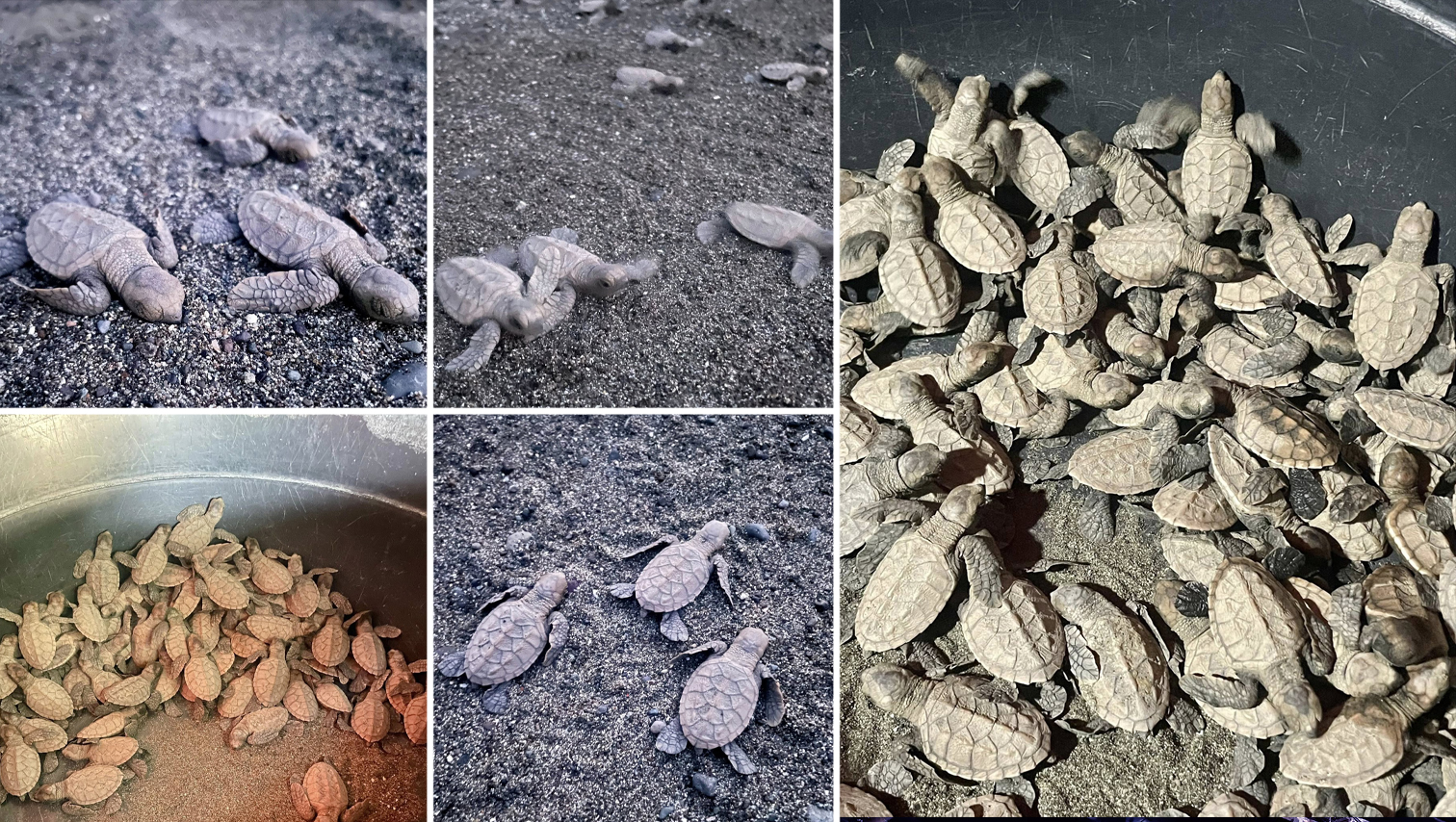 RANDOM SHOTS: 82 Hawksbill sea turtle hatchlings released into the sea off Magsaysay in Misamis Oriental