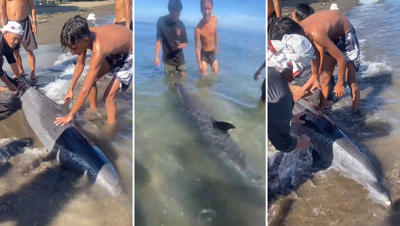 VIDEO WATCH: Villagers help guide stray dolphin back to sea in Linamon, Lanao del Norte