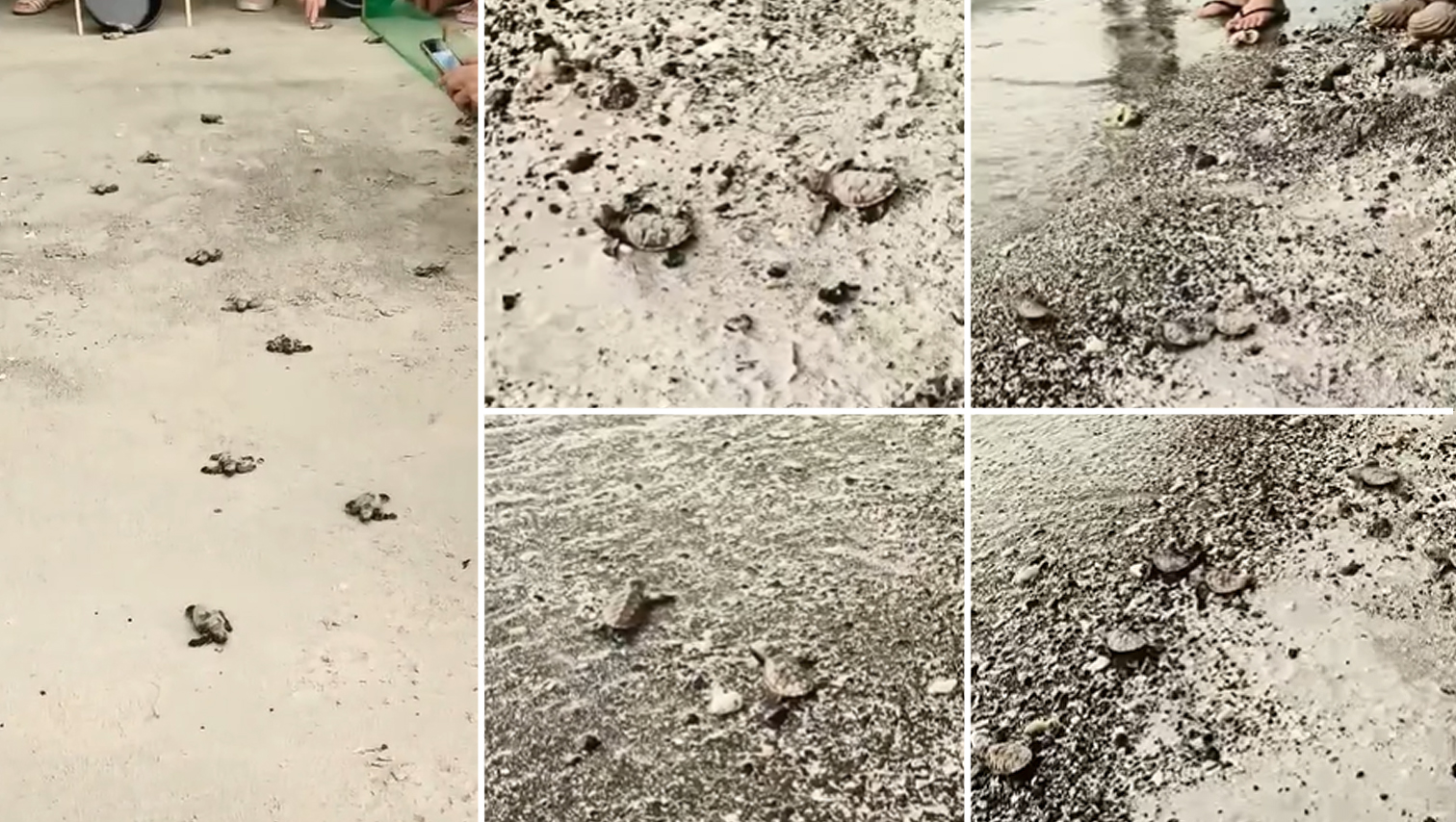 VIDEO WATCH: 25 newly hatched Hawksbill Sea Turtles released at Duka Bay in Misamis Oriental