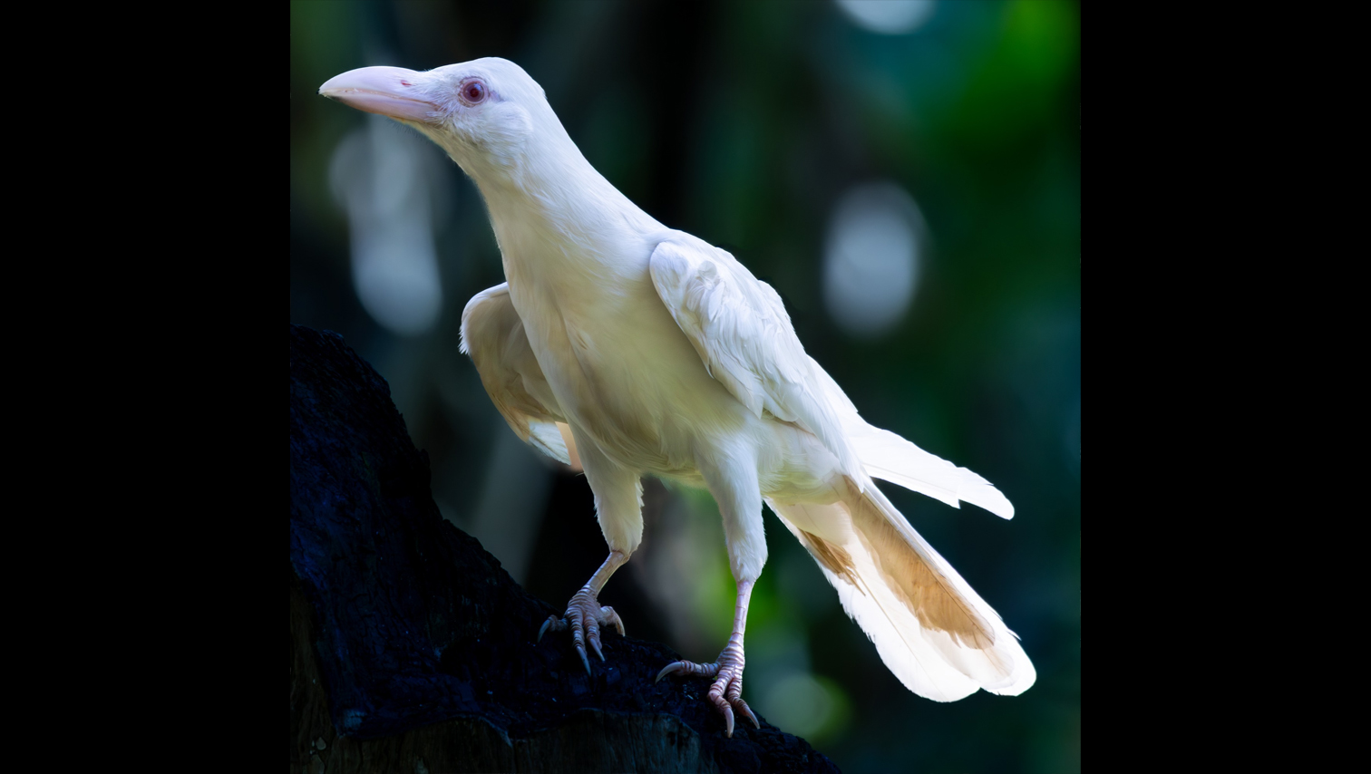 RANDOM SHOTS: Rare albino crow spotted in Jasaan, Misamis Oriental