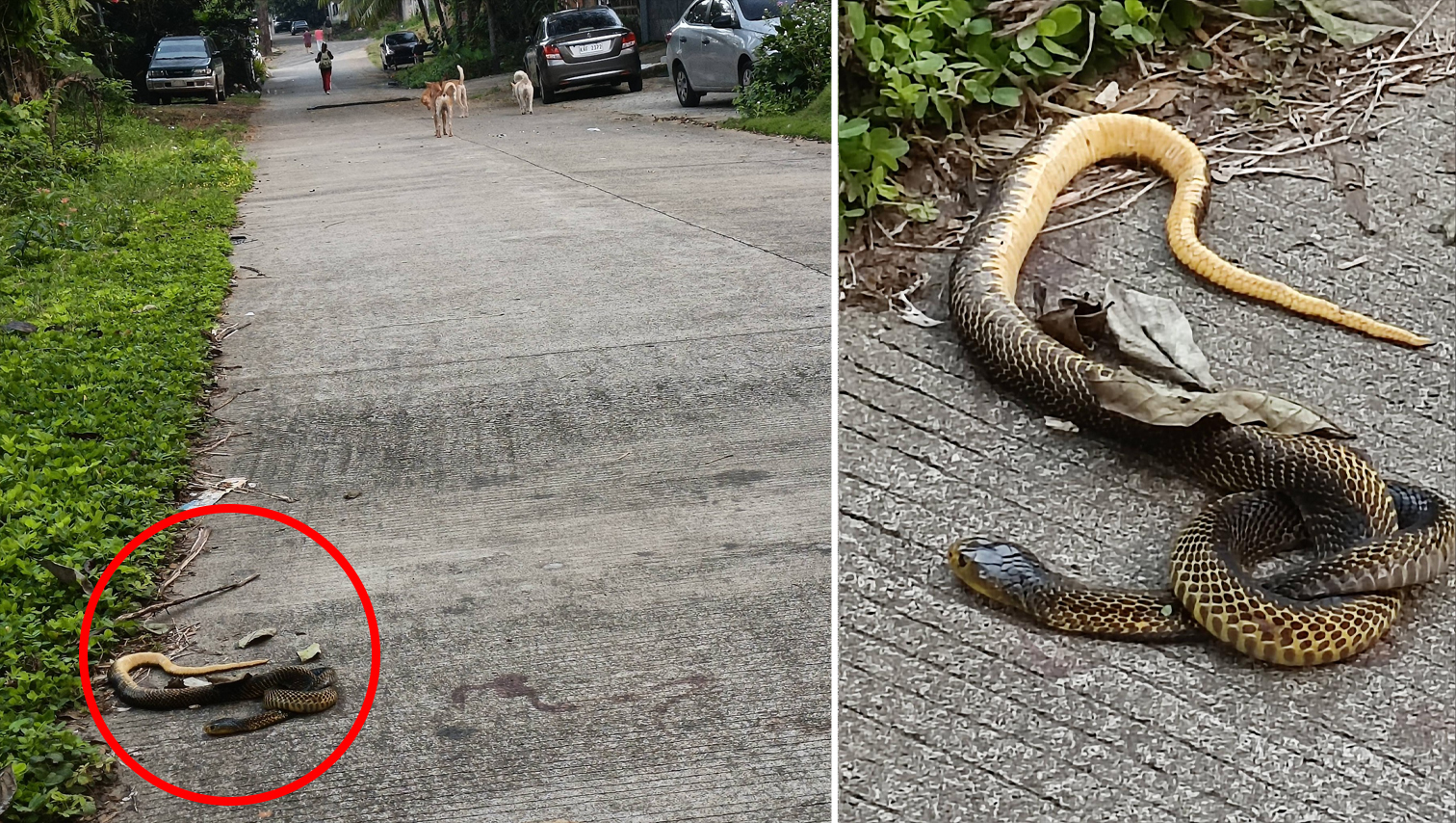 RANDOM SHOTS: Samar Cobra found dead along road in Macasandig, Cagayan de Oro