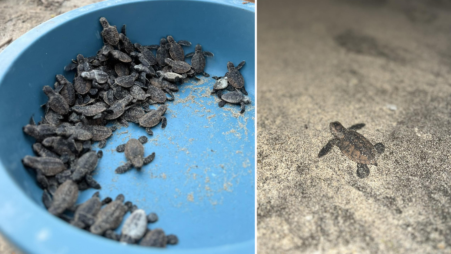 RANDOM SHOTS: 71 more Hawksbill hatchlings released in Magsaysay, MisOr