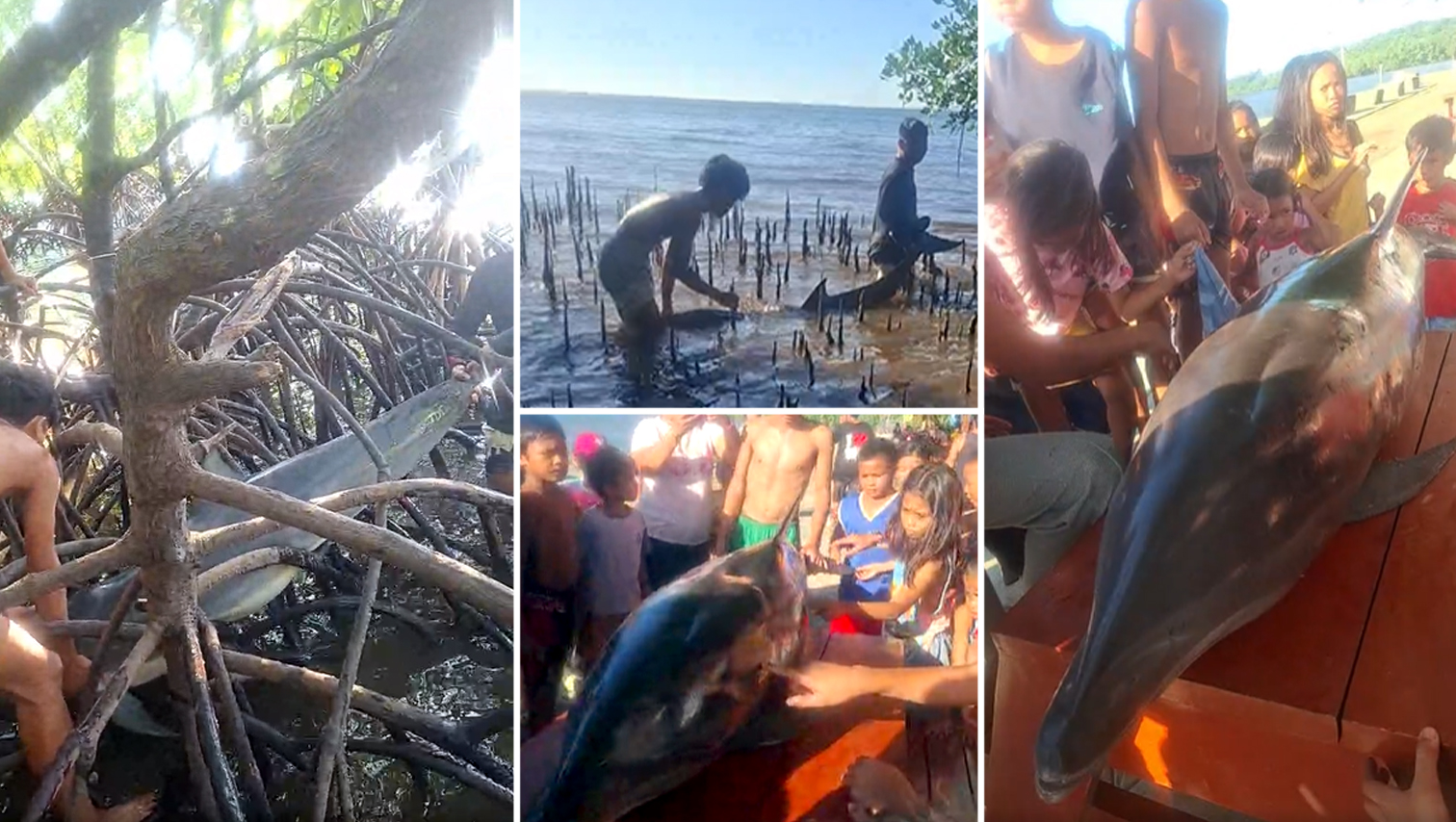 VIDEO WATCH: Dead dolphin found in mangroves off Kinoguitan town in Misamis Oriental