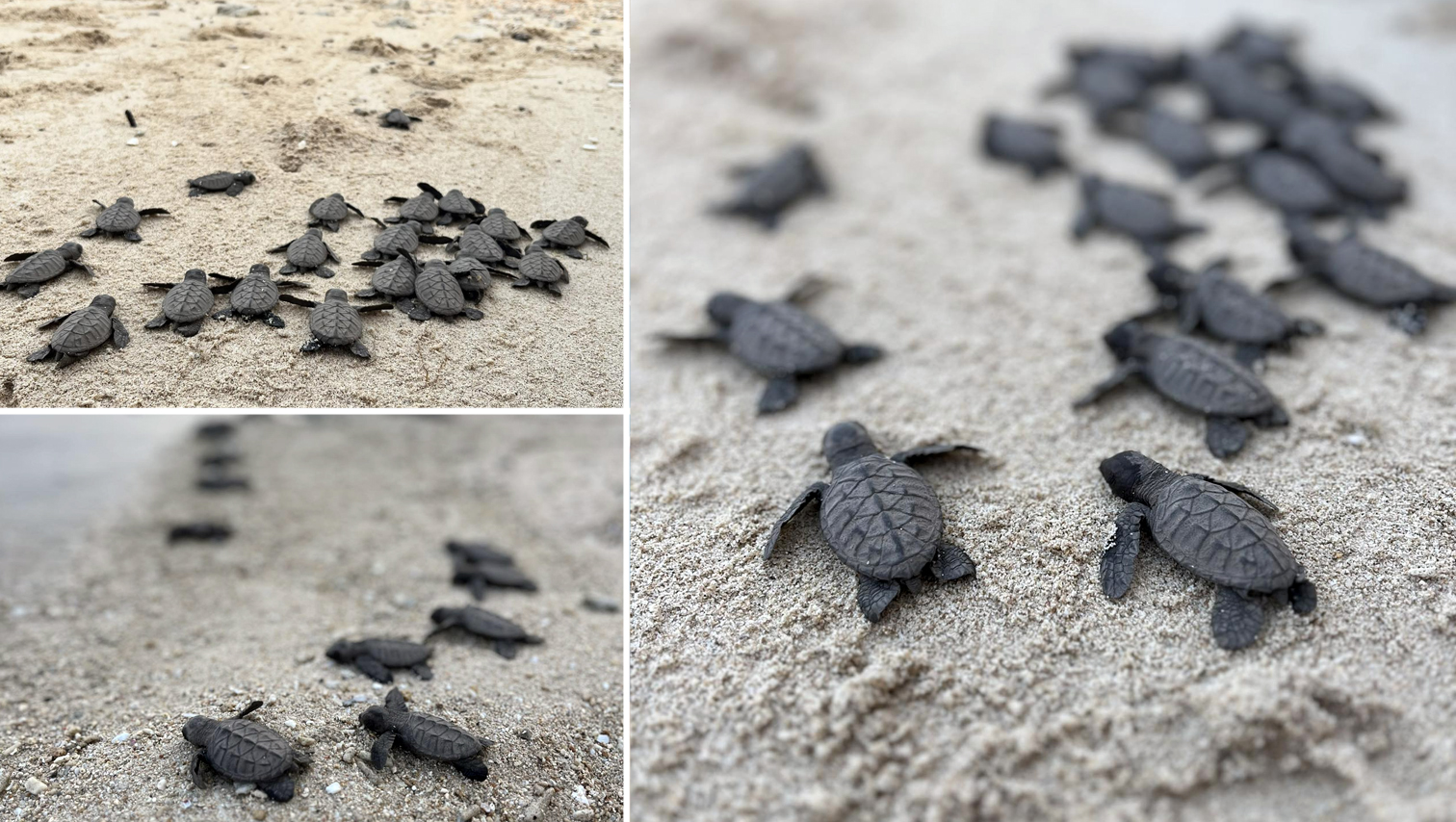 RANDOM SHOTS: 69 Hawksbill Sea Turtle hatchlings released in conservation drive in Magsaysay, MisOr