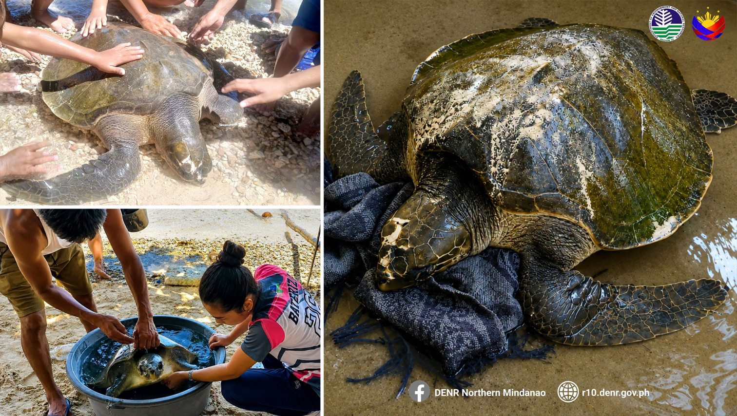 Injured Green Sea Turtle now under DENR-10 care after rescue in Initao, Misamis Oriental