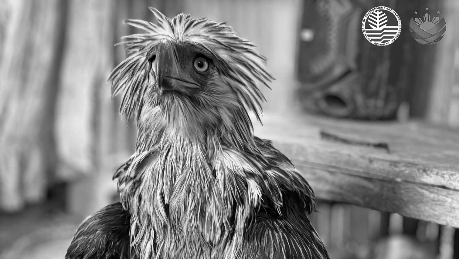 Rescued Philippine Eagle Sawaga-Dalwangan dies during rehab
