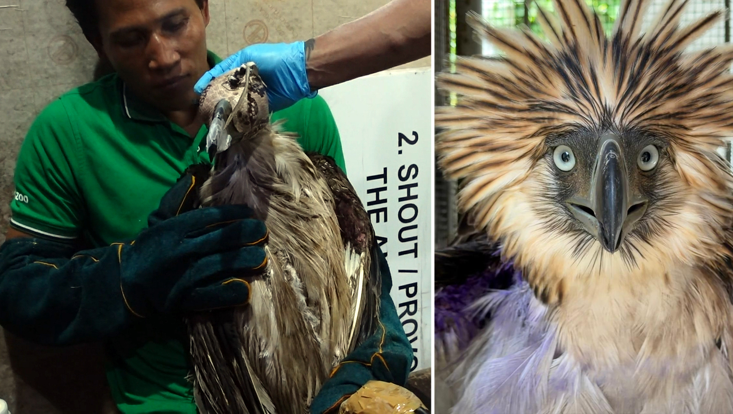 Injured Philippine Eagle rescued in Bukidnon found with airgun pellets lodged in body