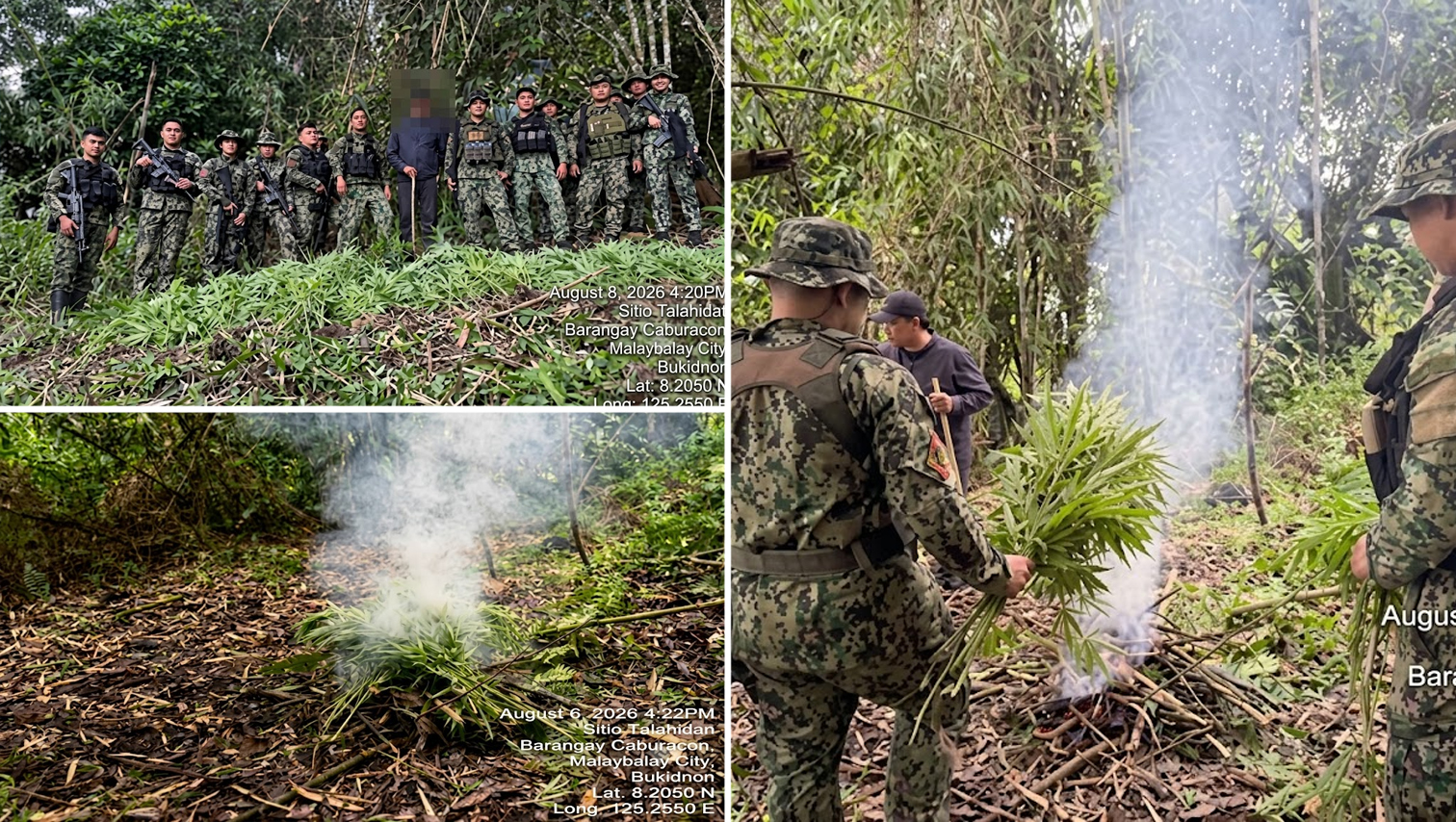 CRIME WATCH: ₱64K worth of marijuana plants destroyed in Bukidnon operations