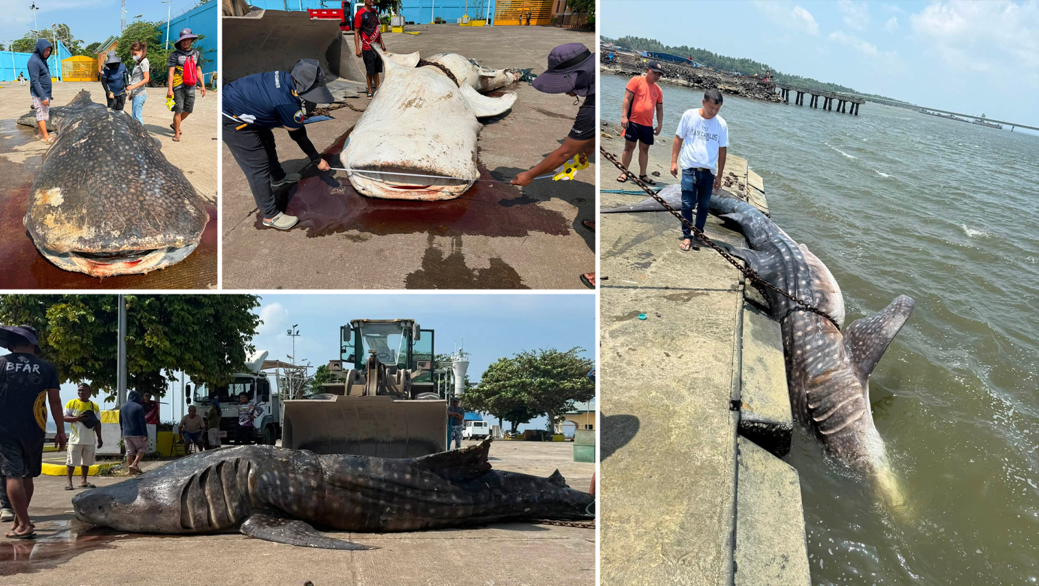 RANDOM SHOTS: 6.91-meter whale shark found dead in Tubod, Lanao del Norte